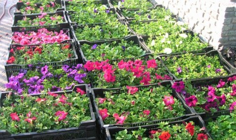 Более 36 тысяч однолетних цветов будет высажено на улицах Каширы