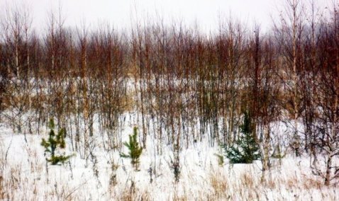 Еще один штраф от Россельхознадзора: 400 тысяч за необработанную землю в Кашире