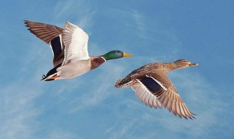 В Кашире с апреля объявляется сезон охоты