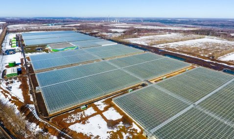 Более 32 миллионов рублей налогов перечислил в бюджет Каширы тепличный комплекс «Агрокультура Групп»