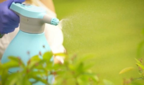 ЗАМАНИВАЕМ ПЧЕЛ НА КУСТИКИ КЛУБНИКИ И ЗЕМЛЯНИКИ САДОВОЙ.