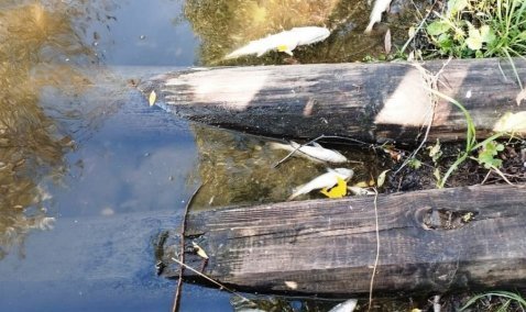 Массовый мор рыбы заметили на пруду в деревне Сорокино