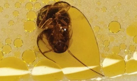 Директор 9-й школы выступила в защиту учреждения после фото с плавающем в супе тараканом