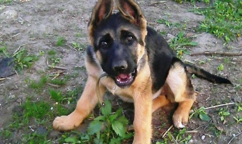 Жительница Ожерелья обратилась в полицию после похищения щенка овчарки