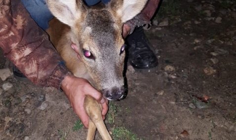 Каширянка спасла от гибели сбитого на дороге детеныша косули