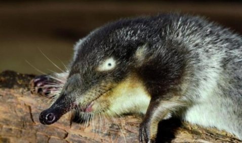 Более 4 миллионов рублей направят на создание питомника редких животных в Кашире