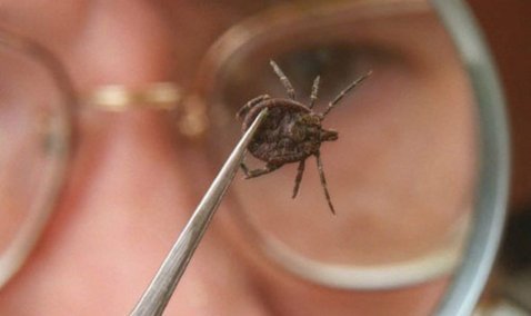 В Кашире зафиксирован один из самых больших показателей по жалобам на клещей в Московской области