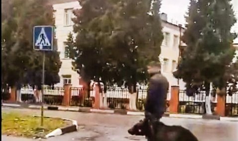 Мужчина шокировал прохожих в Ожерелье, прогуливаясь с медведем на поводке