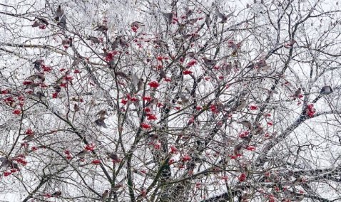 В Кашире замечена стая перелетных птиц из тундры