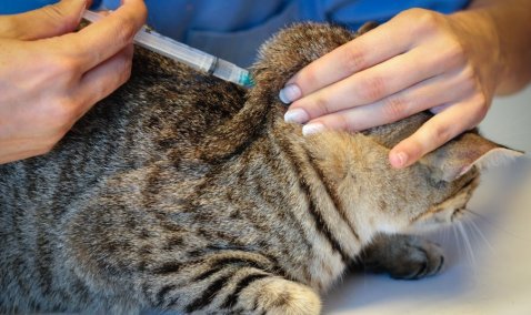 Бесплатная вакцинация животных пройдет по всему округу