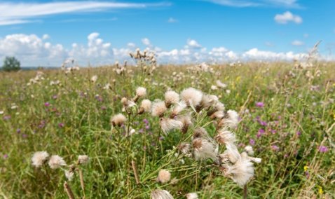 Собственник более 2 га земли в городском округе Кашира заплатит двойной штраф за нарушение закона
