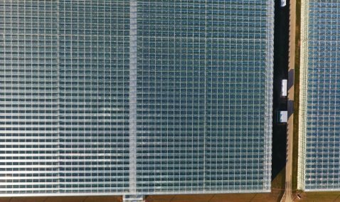 Штат тепличного комплекса в Кашире в скором времени увеличится почти на полтысячи человек