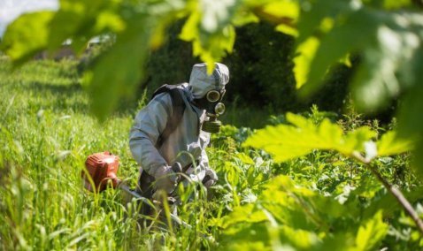 В Кашире планируются массовые работы по ликвидации борщевика Сосновского