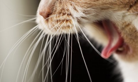 В Кашире женщину укусил бездомный кот, зараженный бешенством