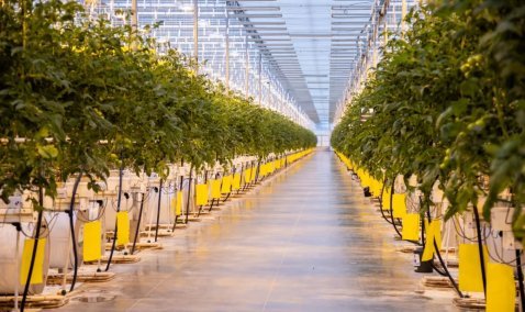 В Кашире рассказали, что большинство работающих на «Агрокультура Групп» являются местными жителями