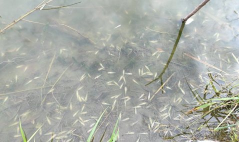 На пруду в Сорокино, где массово погибла рыба, планируют провести акцию по очистке берегов от мусора