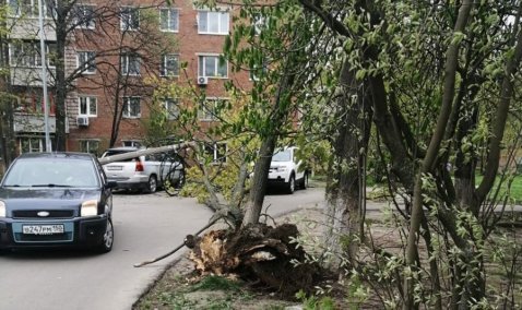 Шквалистый ветер в Кашире валит деревья и столбы