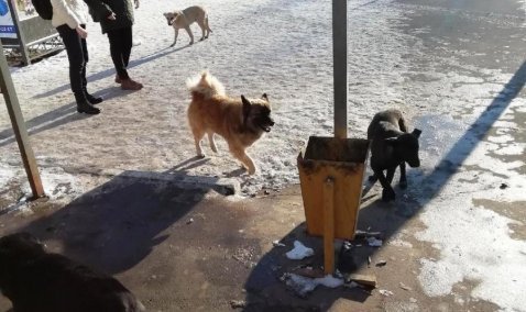 Около 1,2 миллионов рублей выделено на отлов, содержание и ветеринарное обслуживание безнадзорных животных в Кашире