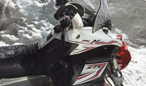 Браконьер на снегоходе задержан за незаконное убийство косули в Кашире