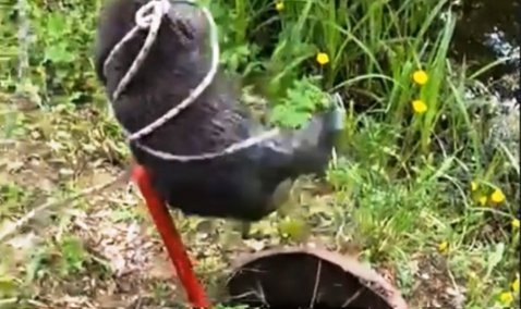 Бобра, провалившегося в сливной колодец, спасли в деревне под Каширой