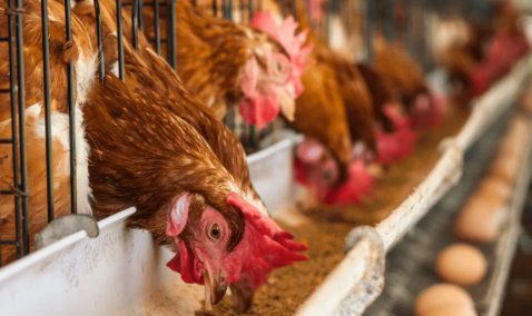 Стало известно, где в Кашире построят огромный комплекс по производству куриных яиц