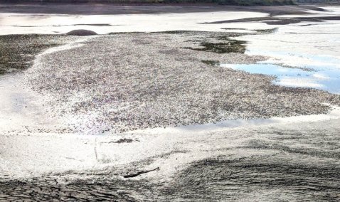 Потрескавшаяся земля, мертвая рыба и неприятный запах: как сегодня выглядит пруд в Знаменском