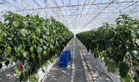 Пятая очередь теплиц стала первым предприятием особой экономической зоны «Кашира»