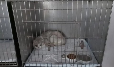 В Кашире после нападения лисы на кошку объявили карантин по бешенству