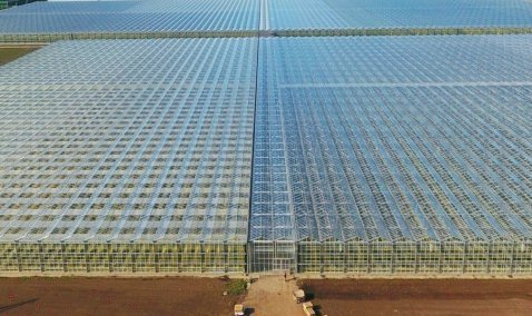 Тепличный комплекс «Агрокультура Групп» – лидер по сбору подмосковных овощей в 2019 году