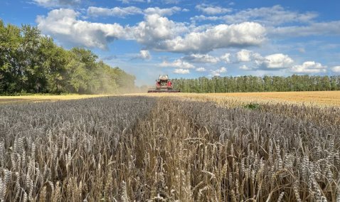 Каширские аграрии собрали рекордный урожай пшеницы