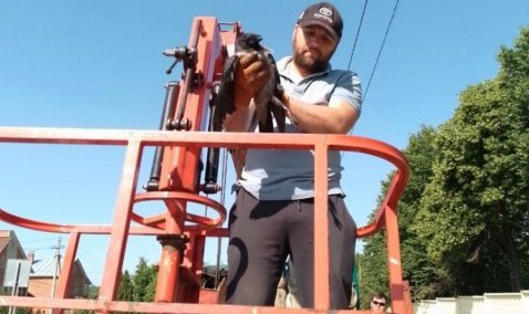 В Кашире спасли ворону, застрявшую на опоре освещения