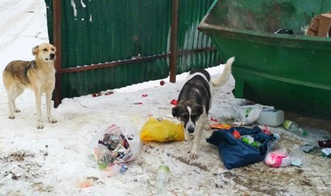 Улица Победы в Кашире-3 объявлена неблагополучной территорией по бешенству животных