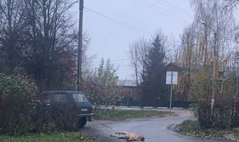 Суд вынес приговор мужчине, расстрелявшему собаку в деревне Тарасково