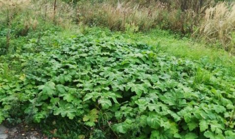 Правообладатели земель в городском округе Кашира наказаны штрафом за борщевик