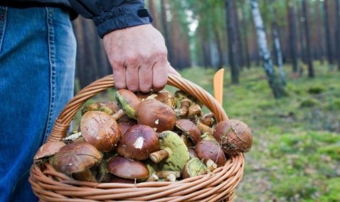 Женщина заблудилась в лесу под Каширой, собирая грибы