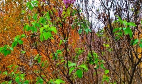 Итоги аномального тепла: в Кашире снова зацвела сирень