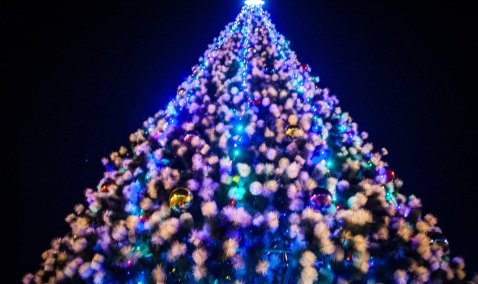 Главная елка Каширы вернулась в родной сквер