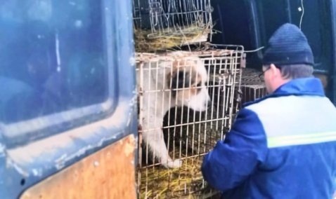 В Ожерелье изловили бродячего пса, который нанес травмы нескольким домашним животным