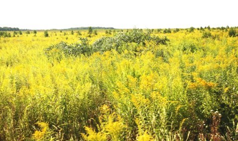 Заросшее сорняками поле обернется штрафом для каширского фермера