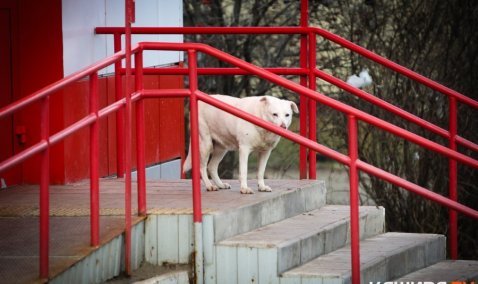В школах Каширы начали рассылать информацию, как вести себя при встрече с бродячими собаками