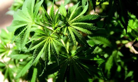 У жителя Каширы изъяли 18 кустов конопли