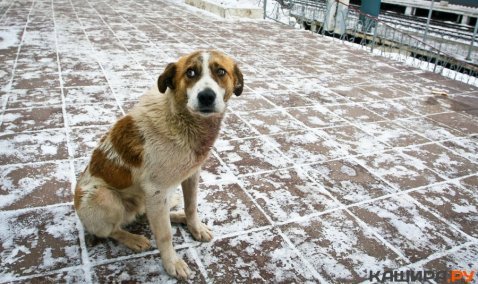В Кашире намеренно травят бродячих собак?
