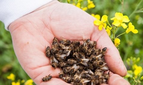 Специалисты Минсельхоза провели отбор проб растений и насекомых в месте массовой гибели пчел в городском округе Кашира