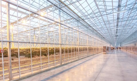 В Каширских теплицах собрали почти половину от областного объема овощей закрытого грунта