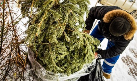 В Кашире можно сдать на переработку новогодние елки