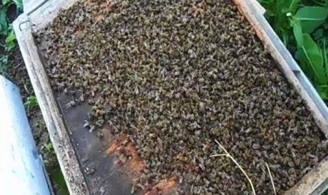 Каширские пчеловоды сообщают о массовой гибели пчел