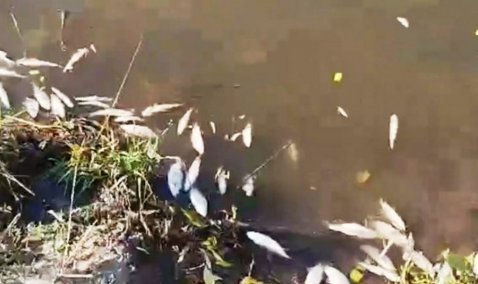 Причину массовой гибели рыбы на пруду в Сорокино пояснили банальной нехваткой кислорода в воде
