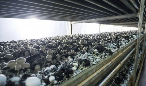 Крупнейшему предприятию в Кашире грозит банкротство из-за долгов