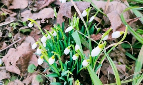 Аномалии теплой зимы: в Кашире зацвели подснежники и проснулись пчелы