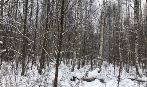 Собственнику 50 гектаров земли в Кашире придется заплатить штраф за ненадлежащее содержание территории